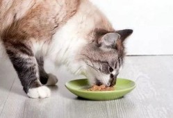 娱乐吃瓜酱猫咪视频大全,吃瓜酱视频大全欢乐盘点