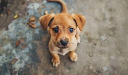 吃瓜娱乐酱小狗拍照,吃瓜娱乐酱与小狗的欢乐拍照时光