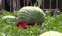 吃瓜星娱乐场,吃瓜星娱乐场独家爆料