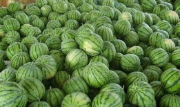 娱乐吃瓜必备图,吃瓜群众必备图鉴