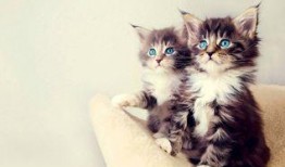 娱乐吃瓜酱猫咪视频大全,吃瓜酱视频大全欢乐盘点