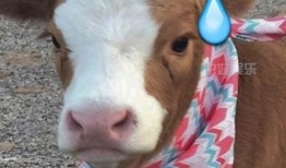 娱乐吃瓜酱讲羊羊,娱乐吃瓜酱带你揭秘羊羊世界